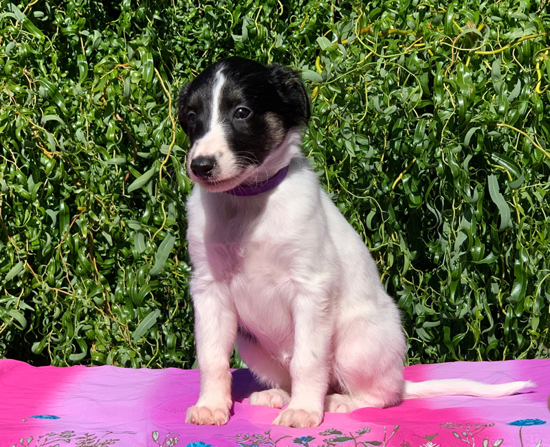 5 weeks - Girl 2 sit